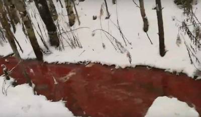 В Карелии обнаружили реку из крови и рыбьего жира. Виновата форелеводческая ферма