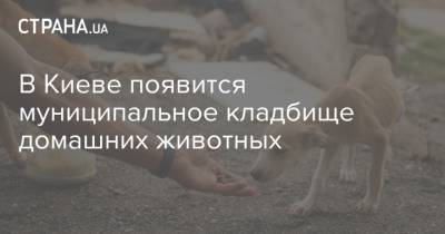 В Киеве появится муниципальное кладбище домашних животных