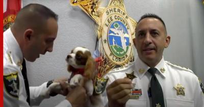 Помощником шерифа во Флориде стал пес, спасенный из пасти аллигатора