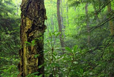 В глубине джунглей Амазонки обнаружено большое скопление древних артефактов