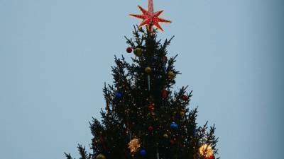 Житель Калининграда украл в центре города новогоднюю елку