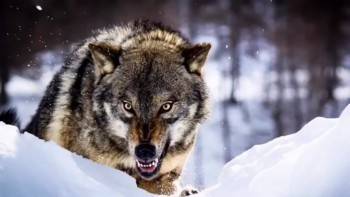 Вологодские волки все чаще стали посматривать на людей и облизываться