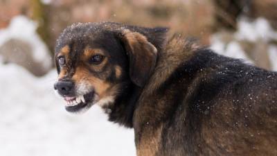 Война с животными: Беспризорные собаки наводят ужас на жителей регионов