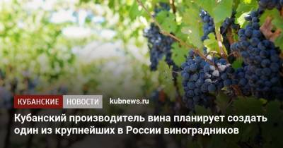 Кубанский производитель вина планирует создать один из крупнейших в России виноградников