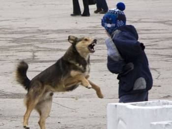 Череповецкий детский сад атаковали бродячие собаки