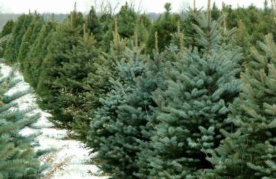 Во время новогоднего сезона в Украине реализуют 500 тыс сосновых деревьев