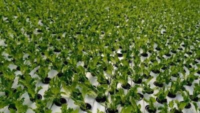 Зелёное расширение: в Петербурге растёт спрос на зелень и салат