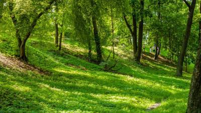 Шведские ученые раскрыли тайну вечнозеленых деревьев