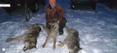 Охотники добыли трех волков рядом с деревней в Карелии (ФОТО)
