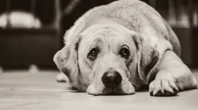 Чего добивается собака, когда смотрит грустным взглядом?
