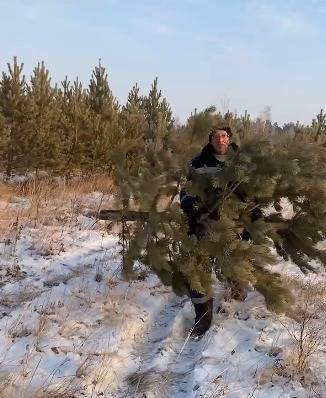 На Урале администрация поселка срубила в местном парке новогодние сосны для соцучреждений