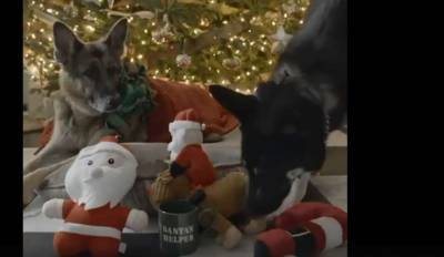 Собаки Байдена пожелали американцам счастливого Рождества
