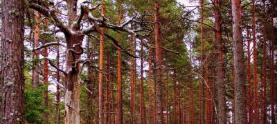 Парфенчиков заявил о перевыполнении плана по восстановлению лесов в Карелии