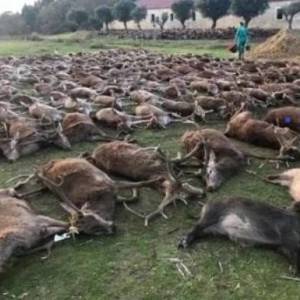 В Португалии убили сотни животных и опубликовали фото в Сети