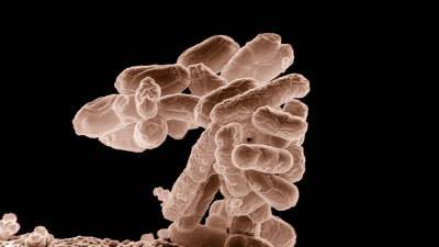 Смертность от бактериальных заболеваний достигнет апогея к 2050 году