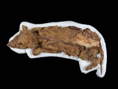 В вечной мерзлоте нашли волчонка, жившего 57 тысяч лет назад