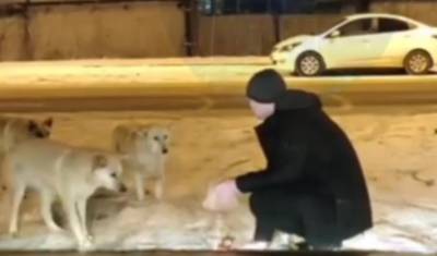 В мороз неравнодушный тюменец остановился, чтобы покормить бродячих собак