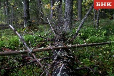 Сотрудник Минприроды Коми получил осколочное ранение в лесу