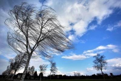 В ближайшие часы в Тамбовской области ожидается усиление ветра