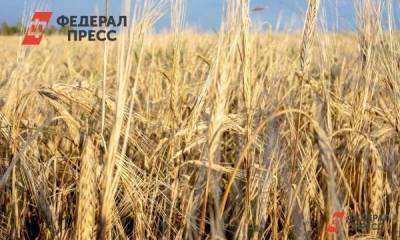 В Нижегородской области в 2020 году собран рекордный урожай зерна