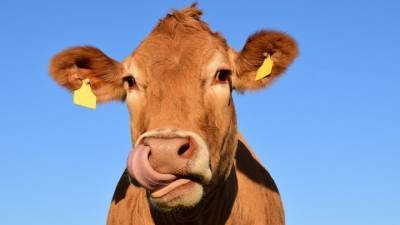 Морозоустойчивую корову хотят вывести новосибирские ученые
