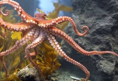Ученые рассказали, как осьминоги воспитывают рыб
