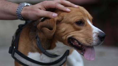 Россиянам назвали способы избежать нападения бездомных собак