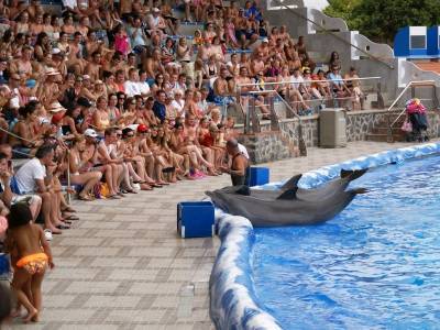 В России могут запретить гастроли цирков, зоопарков и дельфинариев