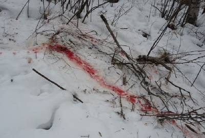 Труп нашли в лесу. В Смоленской области двоих подростков подозревают в убийстве женщины