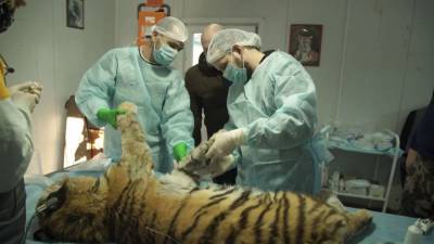 Раненый тигренок перенес несколько операций в Приморье.