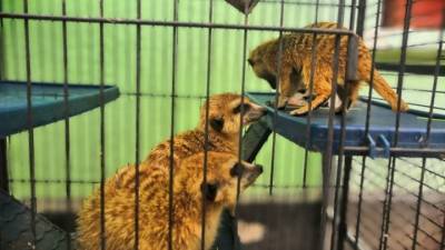 Прокуратура выявила факты плохого обращения с обитателями крымского зоопарка