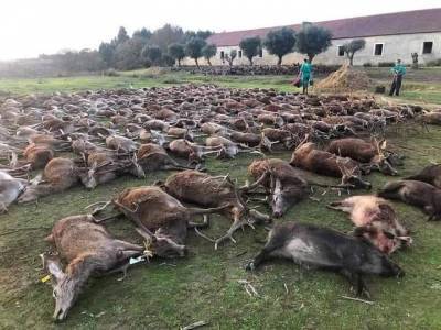 В Португалии разразился скандал из-за массового убийства диких животных - Cursorinfo: главные новости Израиля