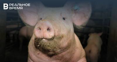 В Заинском районе Татарстана нашли африканскую чуму свиней