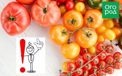 Топ-40 ошибок при выращивании томатов: грабли, на которые наступают почти все