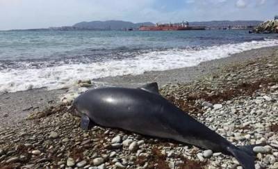 В Крыму в 2020 году погибло рекордное количество дельфинов: печальная статистика