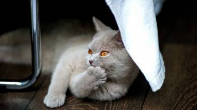 Наука не может объяснить странности в поведении домашних кошек