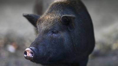 Нашествие свиней на Пуэрто-Рико