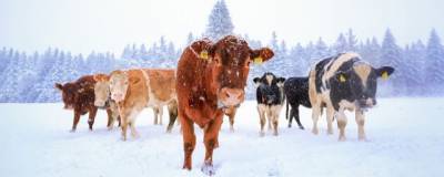 Ученые из Новосибирска планируют вывести морозоустойчивую корову