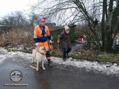 В Ленобласти добровольцы спасли из западни пять собак — фото