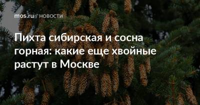 Пихта сибирская и сосна горная: какие еще хвойные растут в Москве