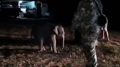Спасатель откачал слоненка, которого сбил мотоциклист - видео