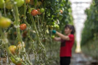 Сахалинские аграрии в 2020 году вырастили 23 тысячи тонн овощей открытого грунта