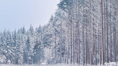 Замерзший труп мужчины нашли в лесу под Костромой