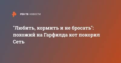 "Любить, кормить и не бросать": похожий на Гарфилда кот покорил Сеть