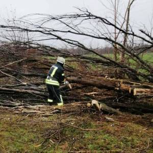В Запорожской области упавшее дерево перекрыло дорогу. Фото