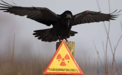 Зерно, собранное возле Чернобыля, до сих пор опасно, – учёные