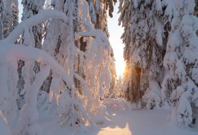 Мороз крепчает: в воскресенье на востоке Ленобласти похолодает до -23 градусов