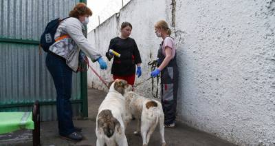 Около трех тысяч волонтеров помогают заботиться о животных в приютах столицы