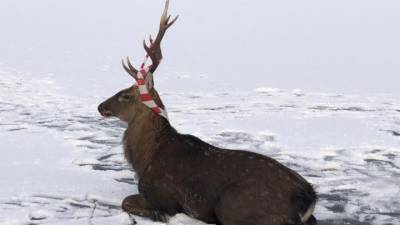 В Приморье спасли оленя, погибавшего на льду водохранилища