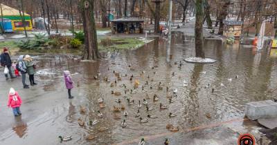 В парке Днепра с берегов вышло озеро: утки плывут по затопленному тротуару (видео)